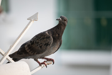 Close-up Pigeon Bird standing.
