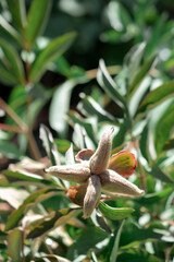 Obraz premium garden plant with a box of seeds close up