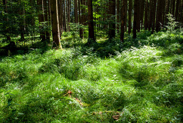 Üppig grüner Waldboden in Wald in Oberbayern, Forstenrieder Park
