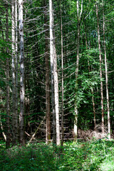 Trockene Bäume in einem Nutzwald in Oberbayern, Forstenrieder Park