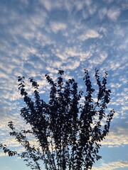tree with clouds