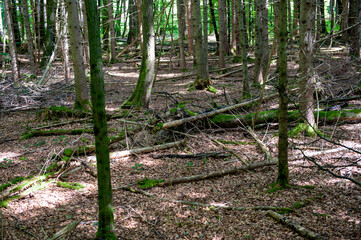 Totholz in einem Nutzwald in Oberbayern, Forstenrieder Park