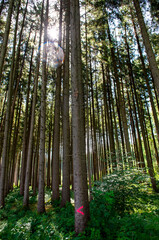 Markierter Baum i8n einem Nutzwald in Oberbayern, Forstenrieder Park