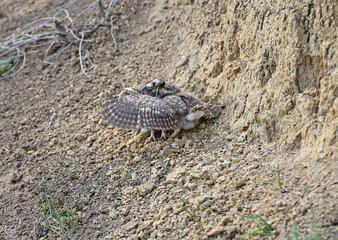 Two young little owls (Athene noctua) vie for the big black beetle brought by their parents