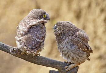 Adults and young little owls ( Athene noctua) are photographed near the nest in a natural habitat.