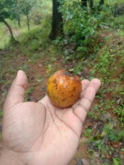 ripe mango in hand