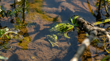 Light green frog in river water