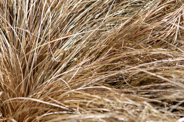 natural texture of dry grass