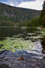 Greater Arber Lake (Grosser Arbersee) in Bavarian Forest, Germany, people in pedal boats, a cloudy day in summer, 