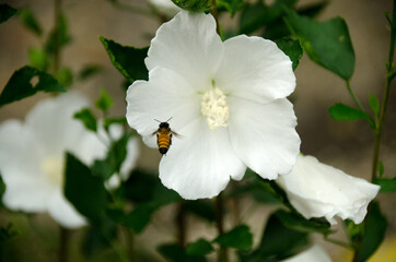 Obraz premium Beautiful white big hibiscus flower (Hibiscus rosa sinensis) with bee on green nature background.