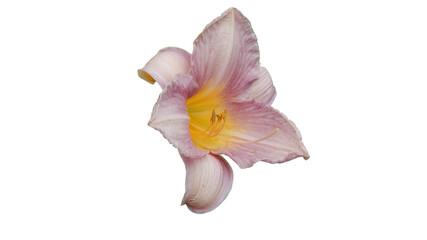 Fototapeta na wymiar lilac lily isolated on white background