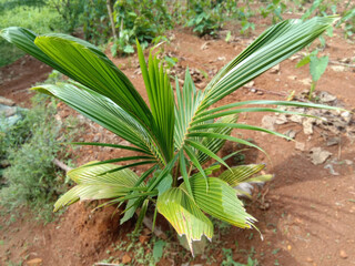the coconut seedling