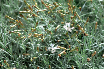 natural background grass with seeds