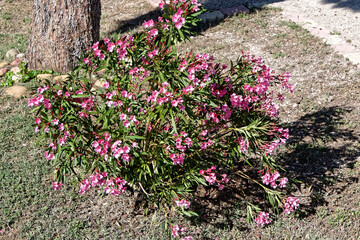 Laurier rose en fleurs dans le Gard - France