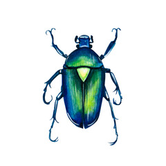 Watercolor illustration of a Insect. Hand made character. Insect isolated on white background. Watercolor hand-drawn illustration. 