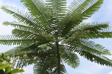 Fototapeta premium palm tree leaves