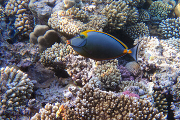 Orangespine unicornfish (Naso lituratus) in Red Sea