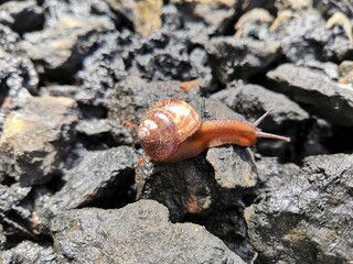 snail on a rock