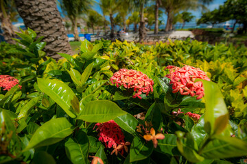 Vegetación tropical 1