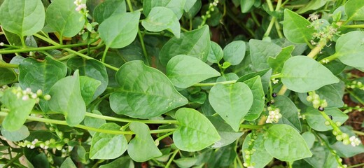 Fresh green vegetable name Sayur Licin in Malay language.Its famous vegetables in Borneo Island, Sabah, Malaysia.