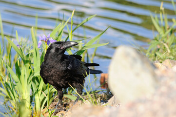 Raven bird Stock Photos.  Raven bird close-up profile view displaying black feather plumage with a blur background in its habitat and environment. Image. Picture. Portrait.
