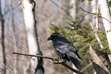 Raven bird Stock Photos.Raven bird perched on a branch with a close-up profile view in its habitat and environment with blur background. Image. Picture. Portrait.