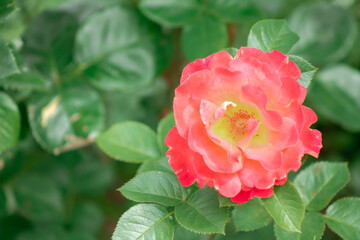red garden rose flower close up