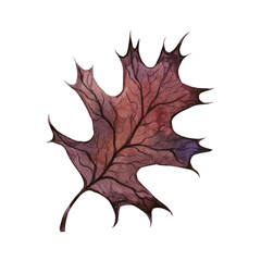 Watercolor illustration of a leaves. Hand made character. Leaf isolated on white background. Watercolor hand-drawn illustration. Autumn. Fall