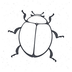 Outline of bug top view. Insect in nature. Vector illustration. Hand drawn black ink sketch, isolated on white background
