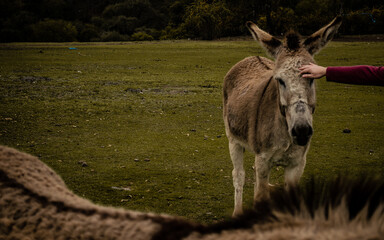 Donkeys couple