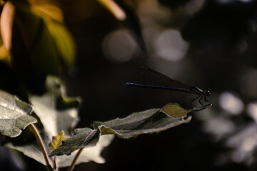 Little dragon fly