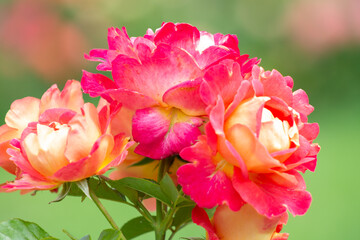 red garden rose flower close up