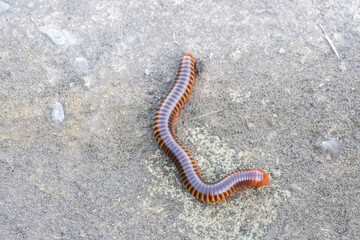 Millipedes on the floor in the garden.
