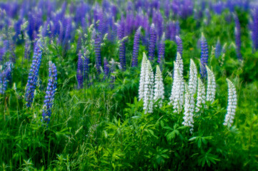 Blur. Blooming white lupine Bush against a blue lupine background on a green grassy meadow.