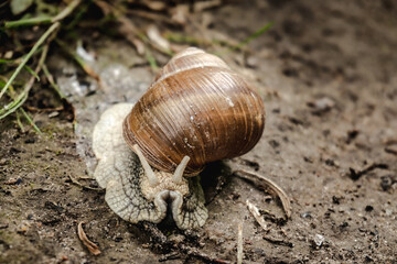 snail