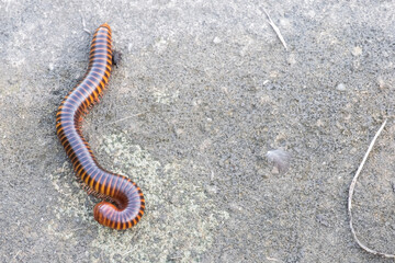 Millipedes on the floor in the garden.