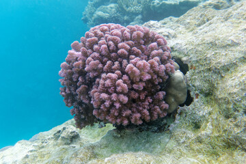 Rasp coral (Pocillopora verrucosa) in Red Sea