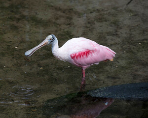 Roseate Spoonbill bird Stock Photos.  Roseate Spoonbill bird profile view.  Standing in water. Pink feather plumage. Close-up. Image. Picture. Portrait.