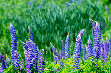 Blur. Blooming blue Lupin on the background of bright green meadows. Natural background