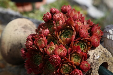 Sempervivum species live succulent garden outdoor plants