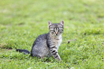eine süsse kleine katze sitzt alleine im grünen gras