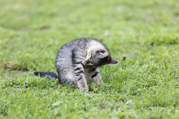 eine kleine katze sucht nach floh in ihrem fell