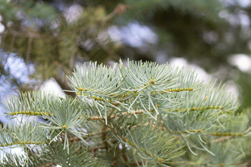 natural green background with pine branch