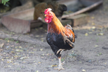 Ein Hahn geht Stolz durch den Hof und sucht sich eine Frau