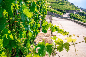 Close-up view of Chasselas grapevine with green leaf and terraced vineyards in background in Lavaux Switzerland