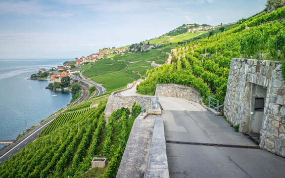 Hiking path in middle of Lavaux terraced vineyards and Rivaz village on Lake Geneva side in Lavaux Switzerland