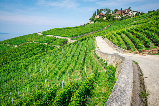 Green vines and small hiking path in middle of Lavaux vineyards in Switzerland