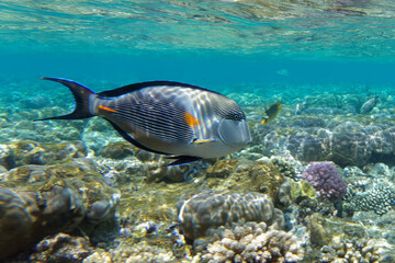 Sohal surgeonfish (Acanthurus sohal) in Red Sea