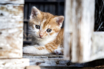 eine kleine braune katze liegt alleine in ihrer käfig