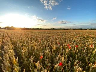 Fotobehang Large sun setting across poppy speckled wheat field  © Houdi